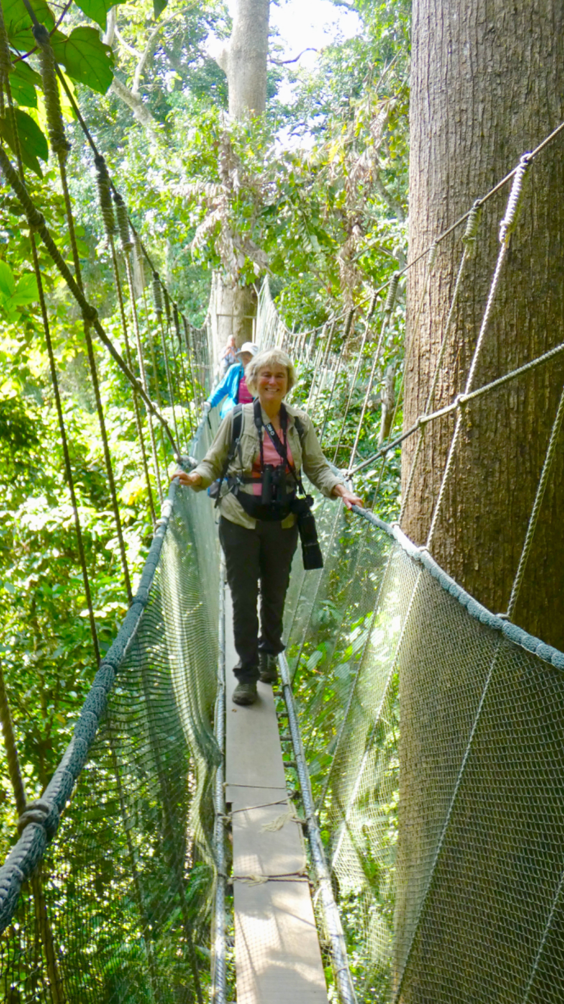 Tree Bridge